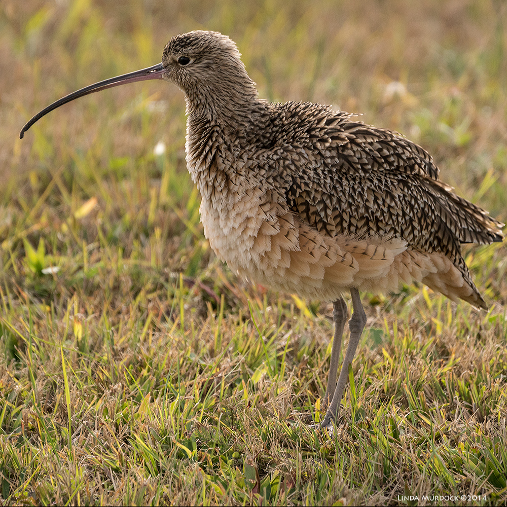 Caught in mid-fluff Sony A77 II with 70-400mm G2 1/1250 sec. f/5.6 ISO 640