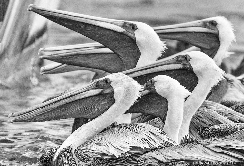 Brown Pelicans looking for a handout Sony A77 II with 70-400mm G2 1/1250 sec. f/5.6 ISO 1250