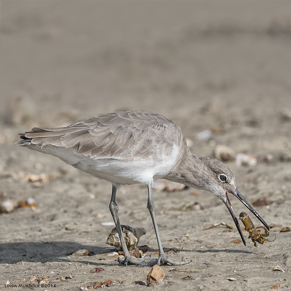 This one has just pulled a hermit crab out of his shell Sony A77 II with 70-400mm G2 1/2000 sec. f/6.3 ISO 400