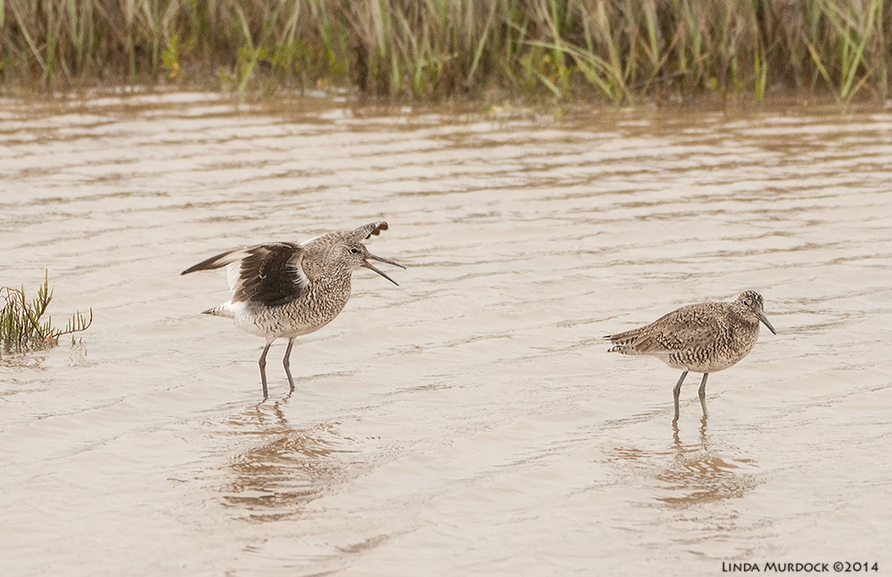 Courting Willets (early April) Sony 700 with 70-400mm 1/1600 sec. f/5.6 ISO 1600