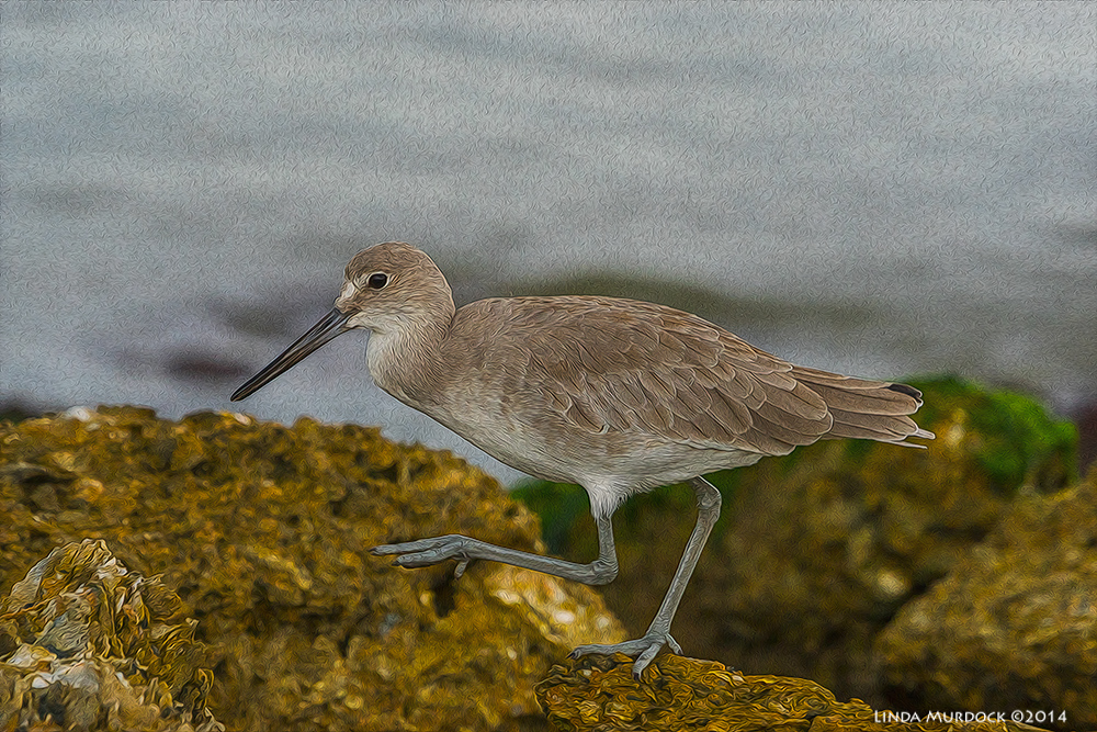 Willet as ArtPhoto - dressed up with Photoshop Plug-ins Sony A77 II with 70-400mm G2 1/800 sec. f/7.1 ISO 800