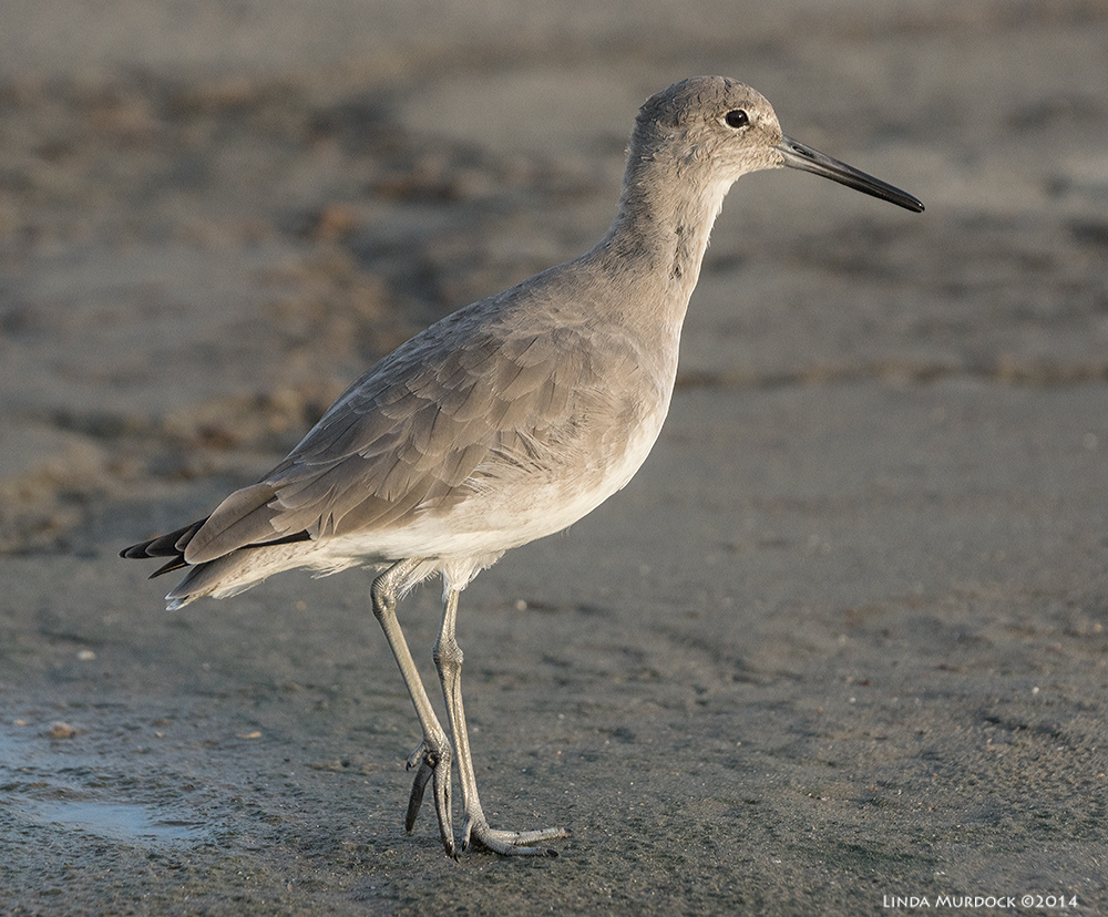 Willet in all his glory Sony A77 II with 70-400mm G2 1/2000 sec. f/5.6 ISO 1000