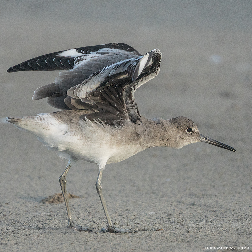 Willet showing you his fancy under wings Sony A77 II with 70-400mm G2 1/1600 sec. f/5.6 ISO 800
