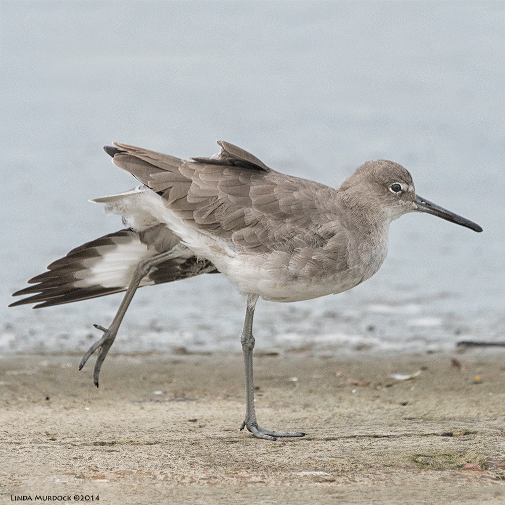 Willet with a big stretch, almost on tip-toe Sony A77 II with 70-400mm G2 1/2500 sec. f/6.3 ISO 800