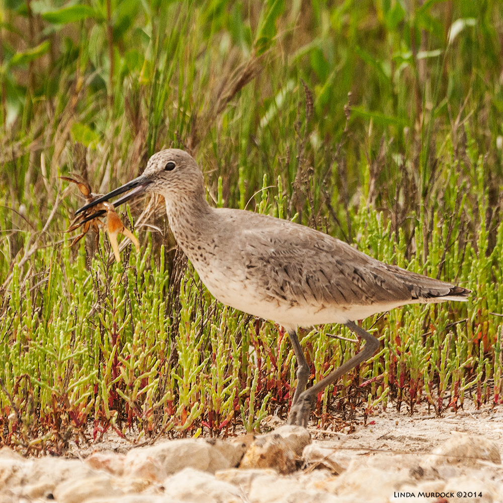 Willet with fiddler crab at Anahuac last Spring Sony 700 with 70-400mm 1/2000 sec. f/6.3 ISO 1000