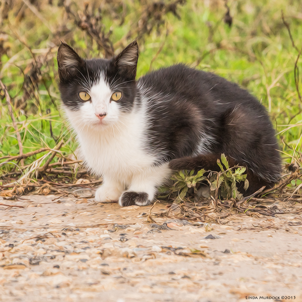 Wild kitteh - post-processing with Fractalius and Photoshop Oil Paint Sony A77 II with 70-400mm G2 1/1000 sec. f/5.6 ISO 1000