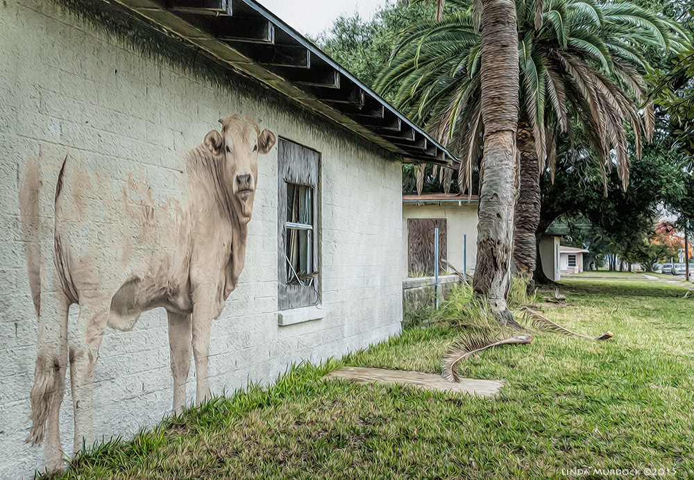Imaginary cow out to pasture... Sony A77 II with DT 16-50mm HDR f/4.5 ISO 1000