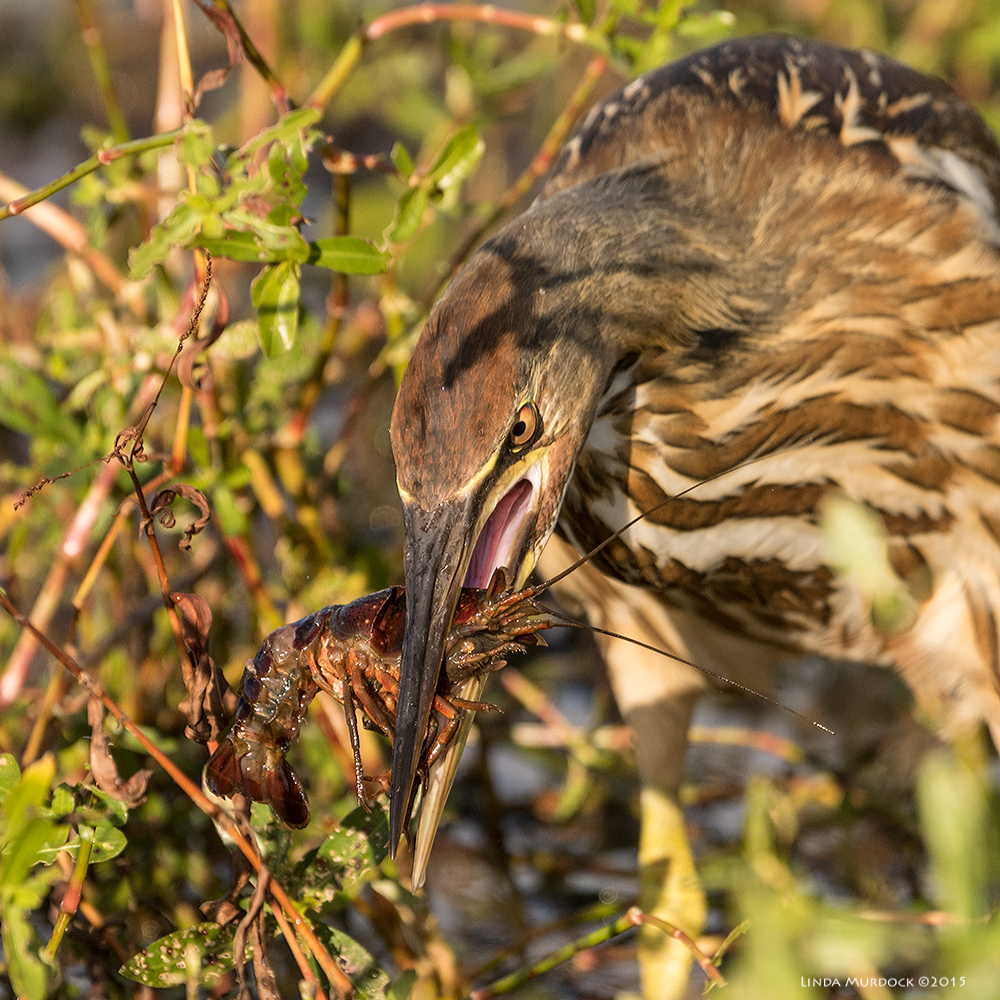 American Bittern and crawfish at 4:03:41 pm Sony A77 II with 70-400mm G2 1/000 sec. f/5.6 ISO 400