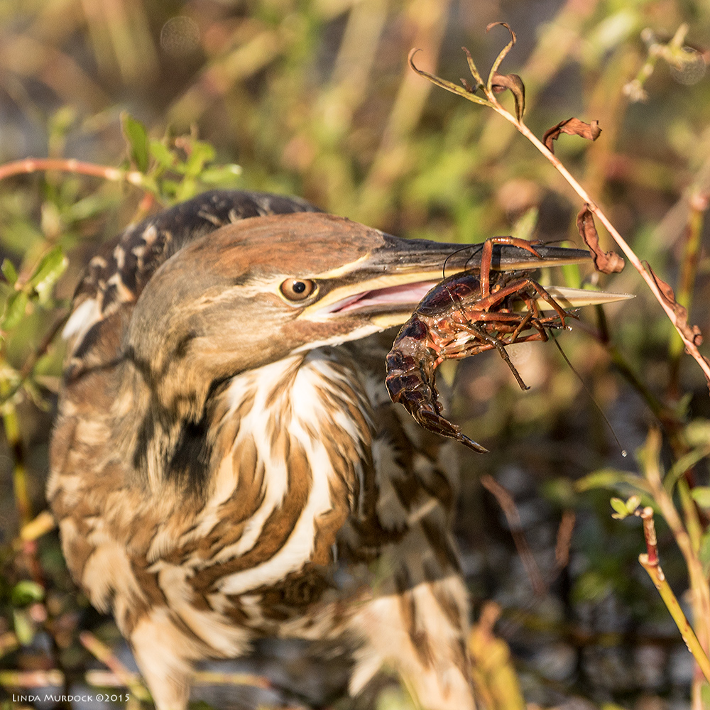 4:04:01 pm crunching and flattening a crawfish Sony A77 II with 70-400mm G2 1/1000 sec. f/5.6 ISO 400