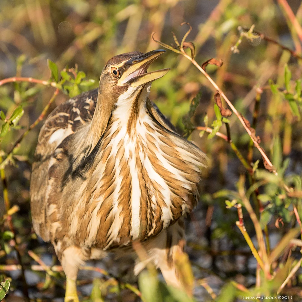Burp. 4:04:28 pm Sony A77 II with 70-400mm G2 1/1000 sec. f/5.6 ISO 400