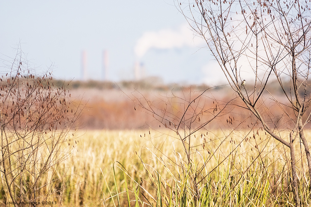 South Texas Winter landscape - post-processing with Topaz Glow Sony A77 II with 70-400mm G2 1/1250 sec. f/5.6 ISO 400