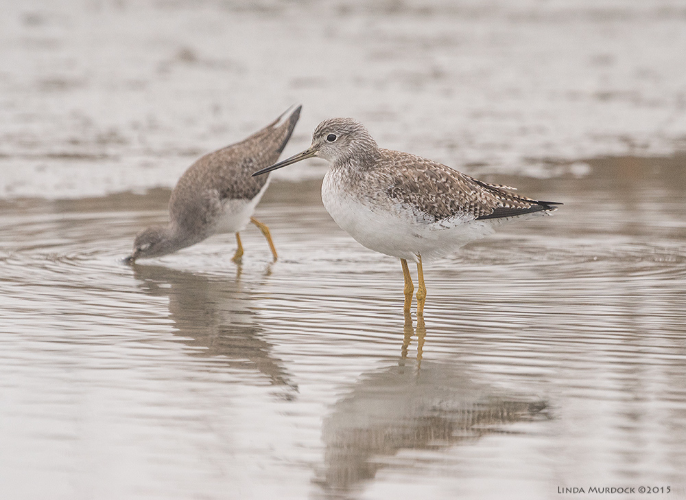 Two Yellowlegs Sony A77 II with 70-400mm G2 1/1250 sec. f/6.3 ISO 1000