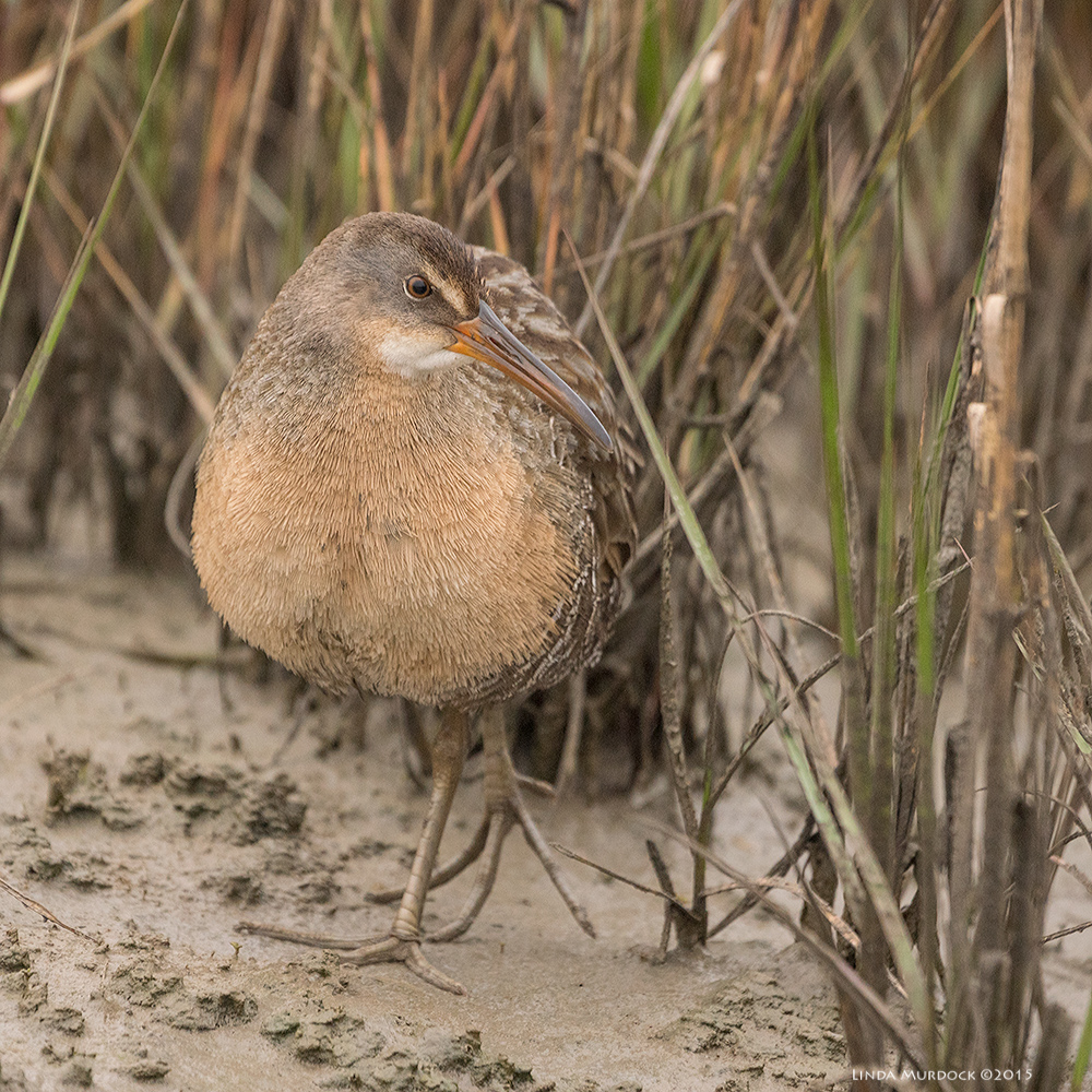 Clapper Rail checking out the sounds... Sony A77 II with 70-400mm G2 1/800 sec. f/5.6 ISO 1000