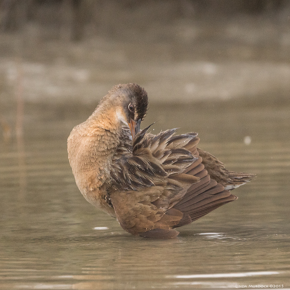 Preening feathers after several dips and dunks Sony A77 II with 70-400mm G2 1/1250 sec. f/5.6 ISO 1600