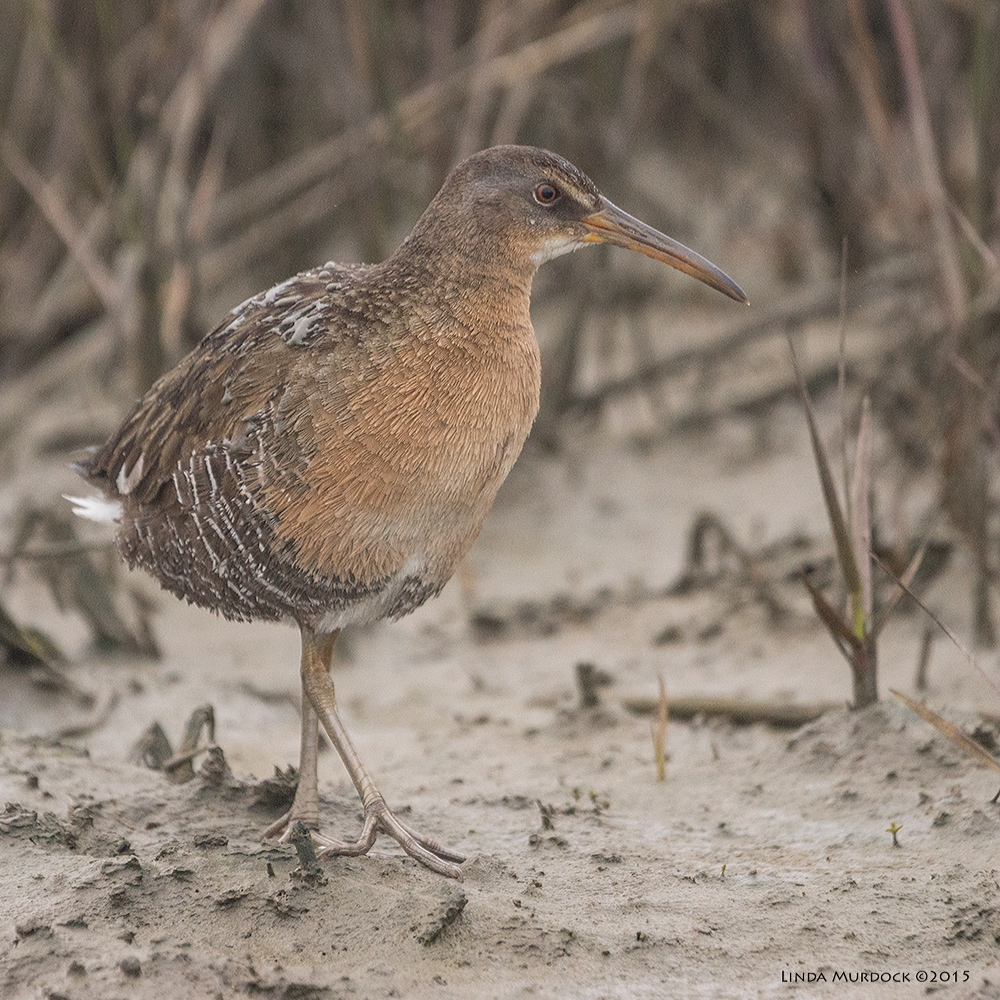 Clapper Rail mom-to-be (note the mud on her back from the encounter) Sony A77 II with 70-400mm G2 1/1000 sec. f/5.6 ISO 1600