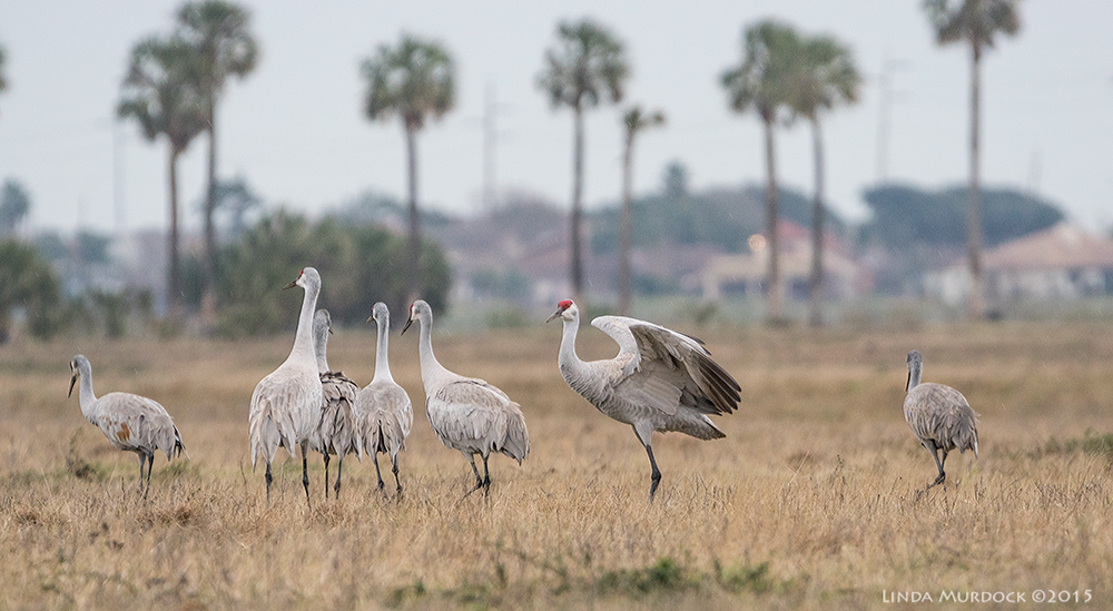 All but one Sand Hill Crane edge away from my view Sony A77 II with 70-400mm G2 1/320 sec. f/6.3 ISO 1000 (camera braces against fence)