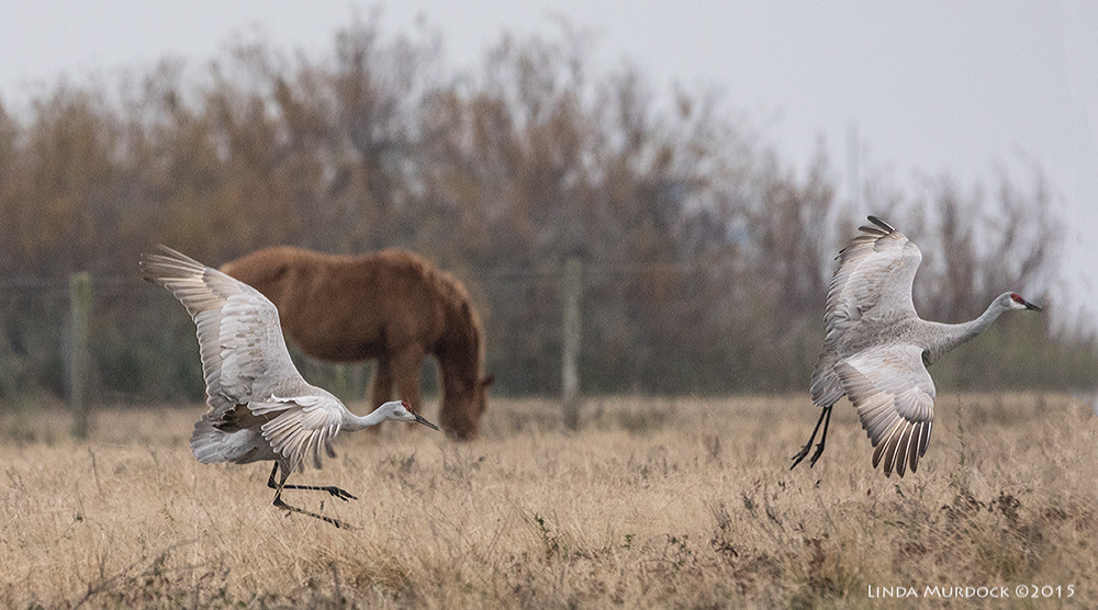 Rare flight shot with bonus horse Sony A77 II with 70-400mm G2 1/640 sec. f/6.3 ISO 1600