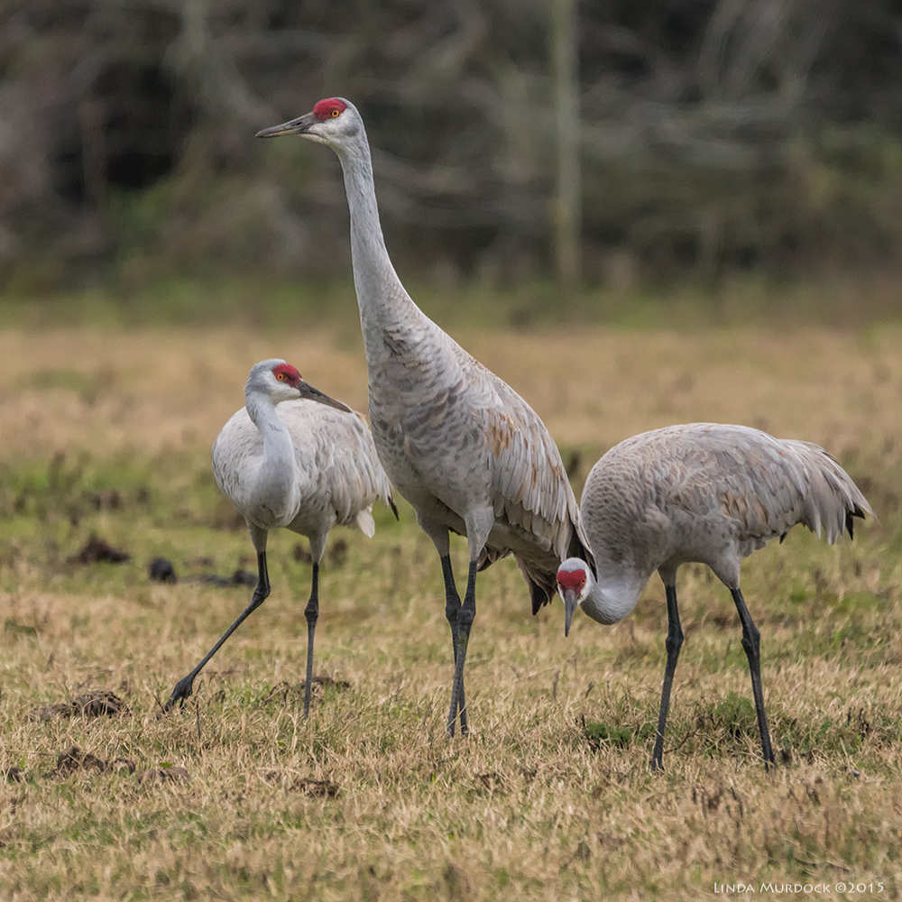 Sandhill cranes foraging closer than expected... Sony A77 II with 70-400mm G2 1/400 sec. f/5.6 ISO 1000