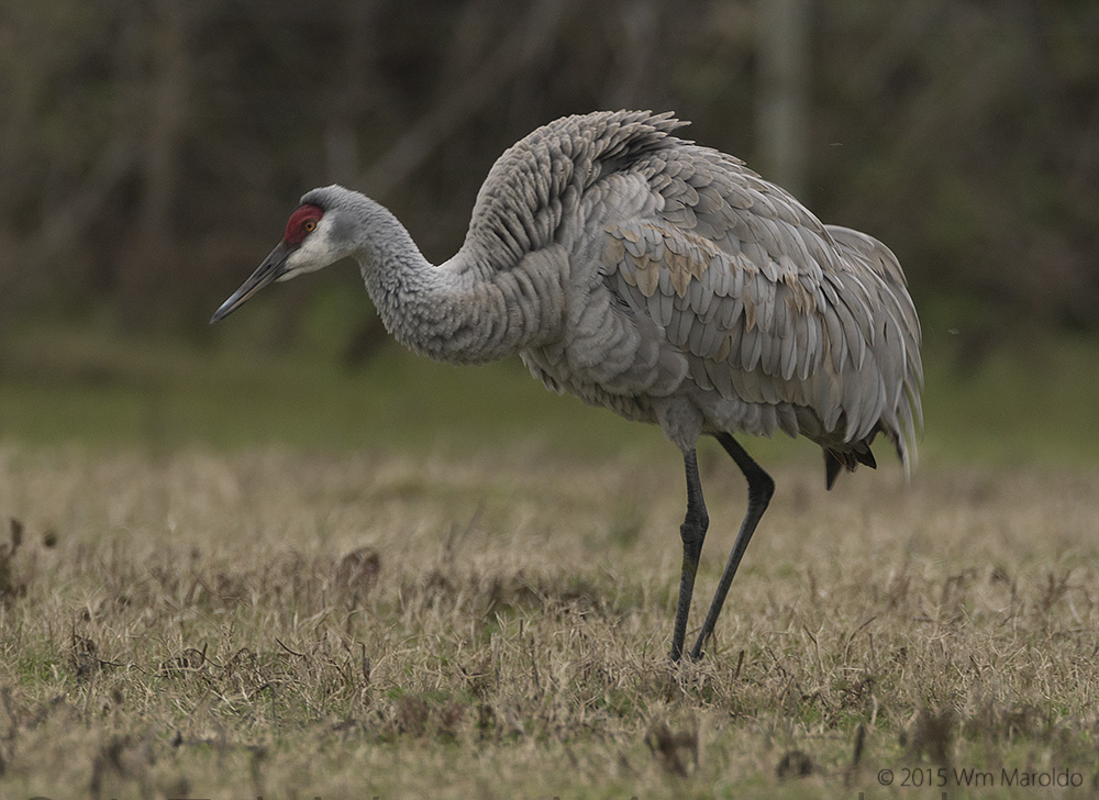 Just after a fluff-up of those beautiful gray feathers - Photo by William Maroldo Sony A77 II with 500mm with 1.4x teleconverter 1/100 sec. f/6.3 ISO 400
