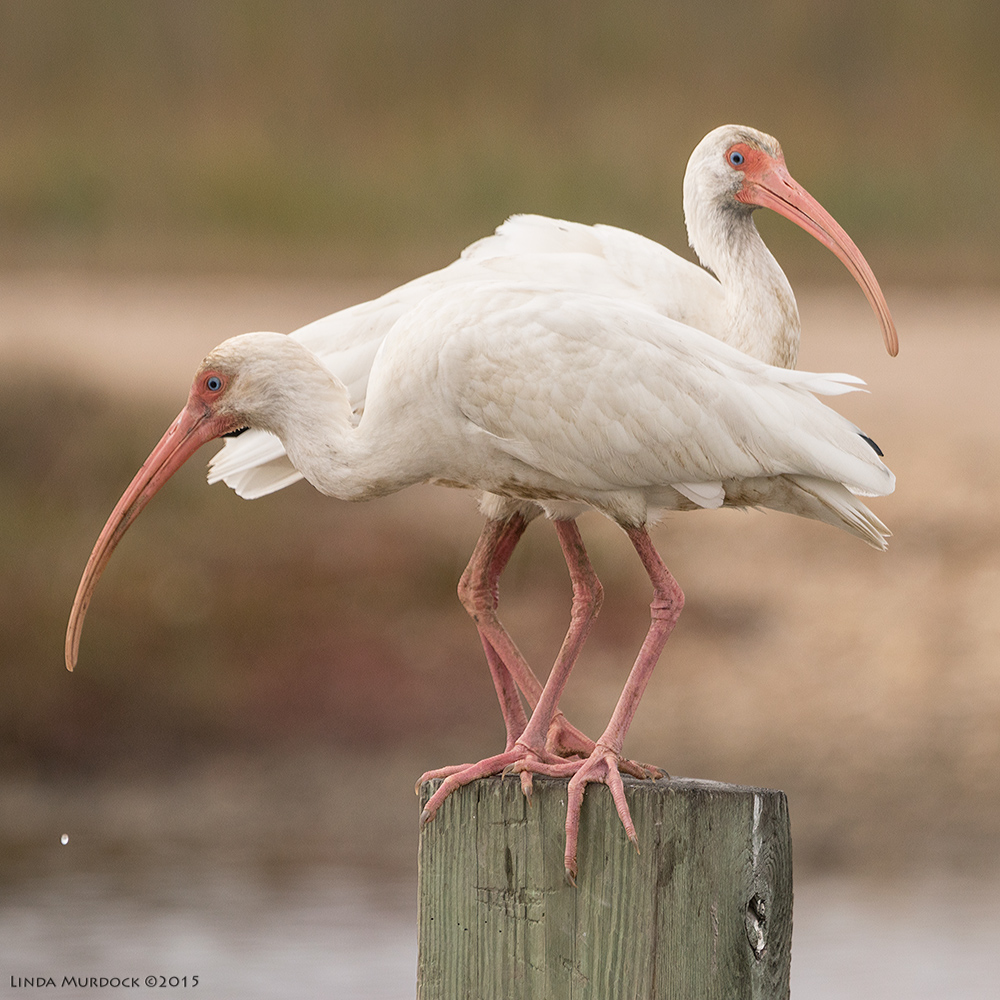 Ibis coexisting Sony A77 II with 70-400mm G2 1/640 sec. f/6.3 ISO 400