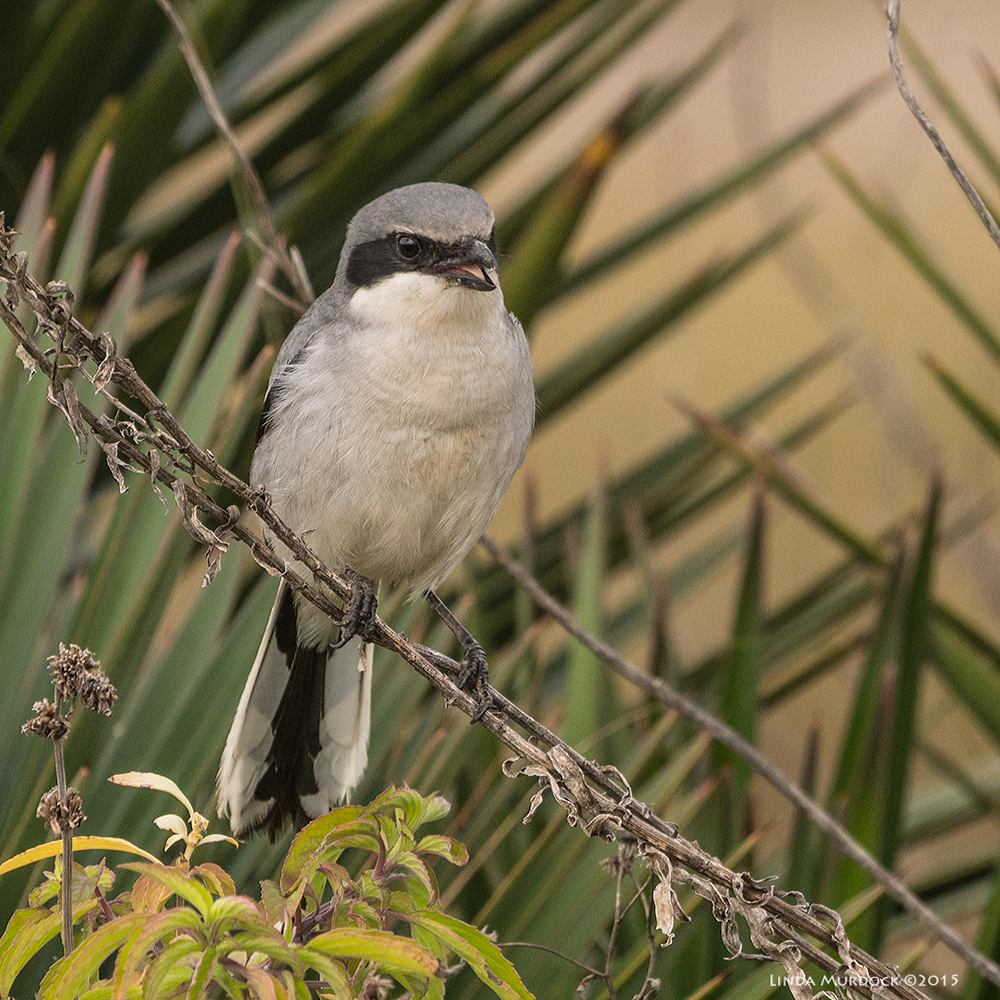 Loggerhead Shrike Sony A77 II with 70-400mm G2 1/640 sec. f/6.3 ISO 400