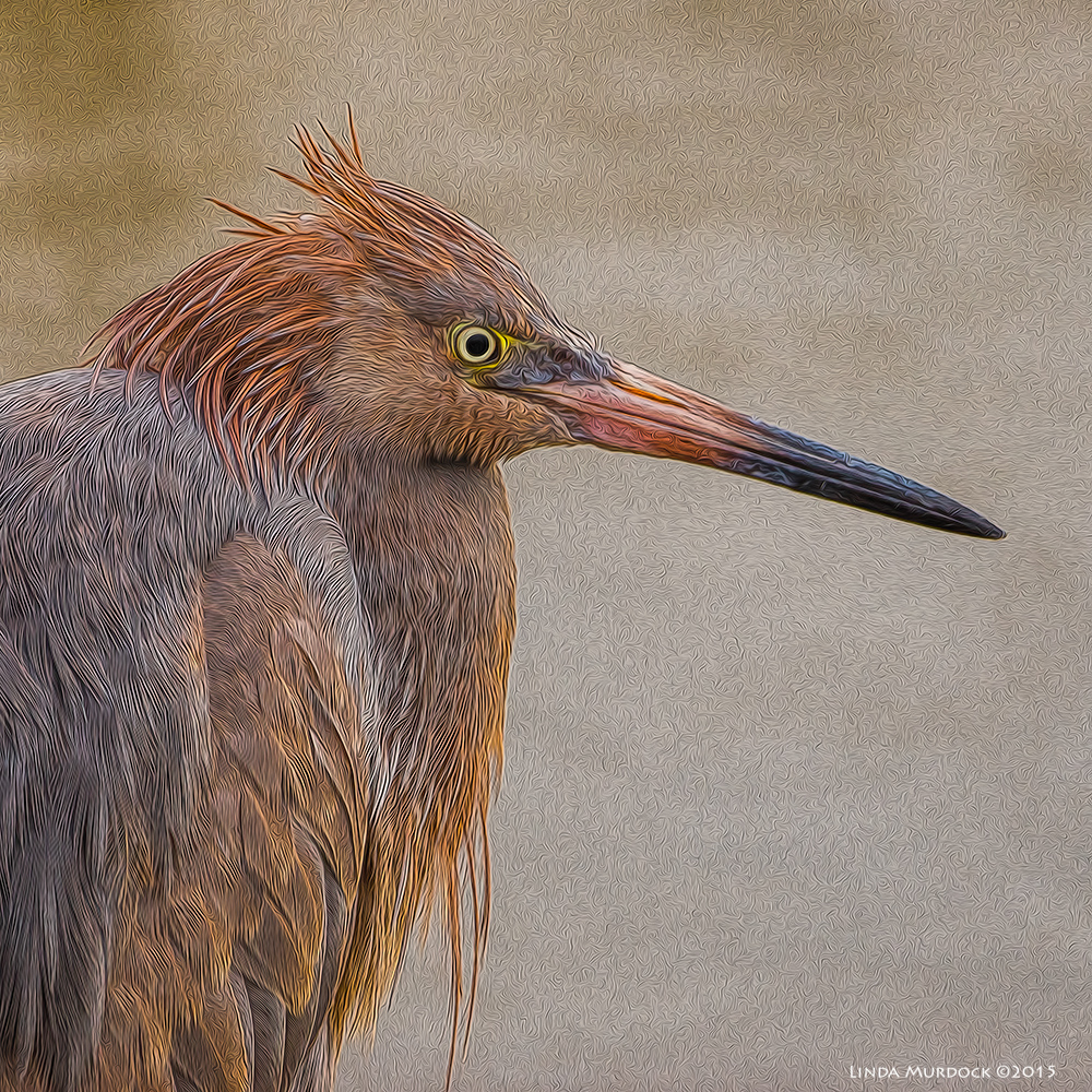 Reddish Egret post-processed with Topaz plugins and Fractalius Sony A77 II with 70-400mm G2 1/800 sec. f/6.3 ISO 400