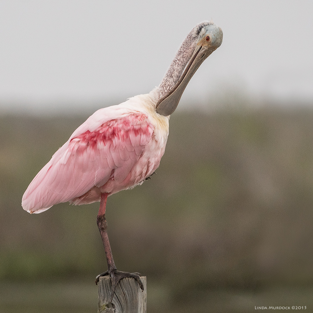 Roseate Spoonbill - don't you know it is difficult to preen feathers with a spoon? Sony A77 II with 70-400mm G2 1/1600 sec. f/6.3 ISO 800