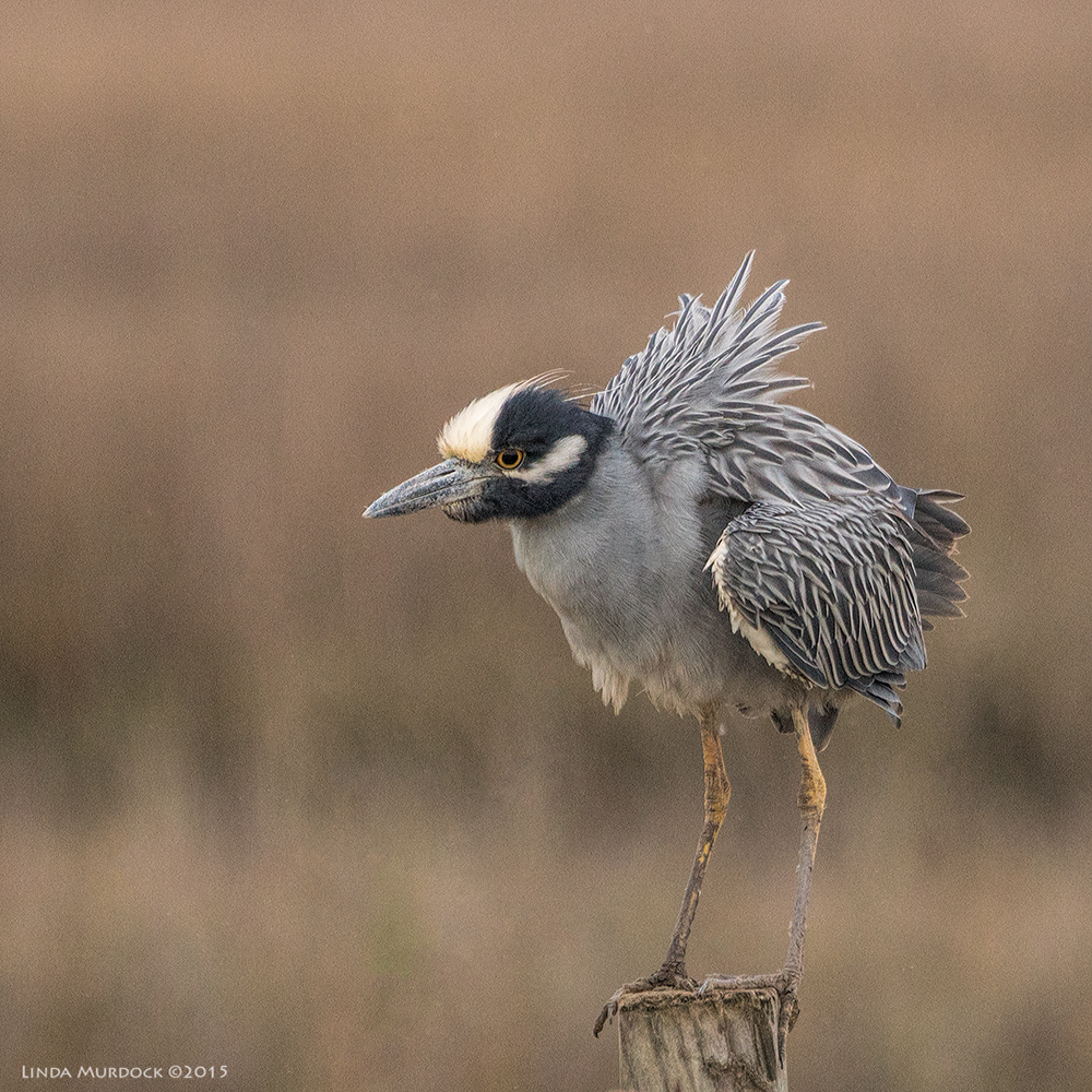 Yellow Crowned Night Heron Sony A77 II with 70-400mm G2 1/1250 sec. f/5.6 ISO 640
