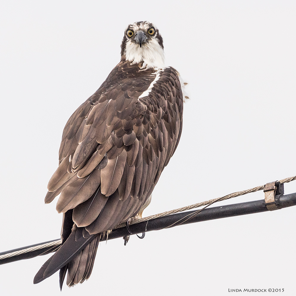 Osprey stare-down Sony A77 II with 70-400mm G2 1/1600 sec. f/6.3 ISO 1000