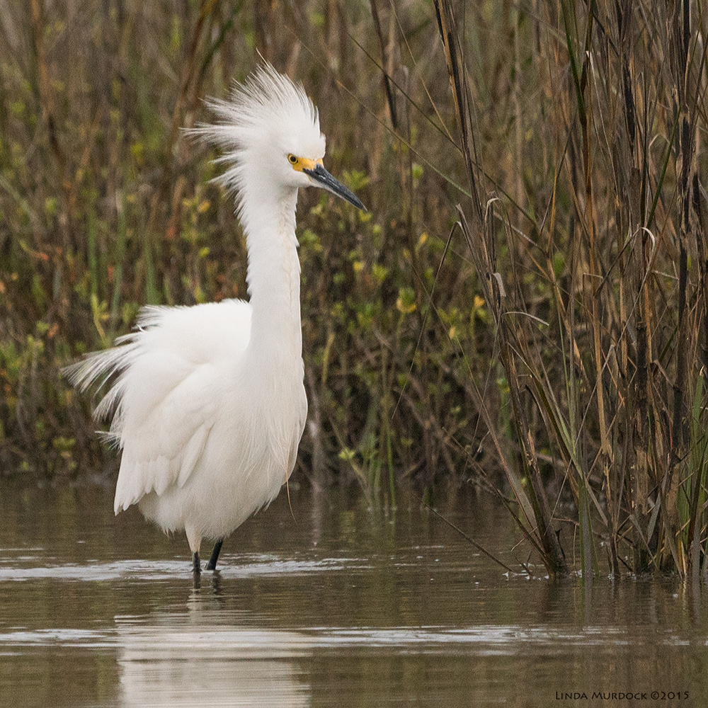 Snowy Egret in full intimidation mode Sony A77 II with 70-400mm G2 1/2000 sec. f/6.3 ISO 1000