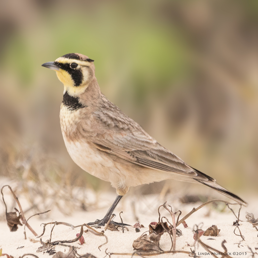 Male Horned Lark showing you his .. horns Sony A77 II with 70-400mm G2 1/2000 sec. f/5.6 ISO 1000