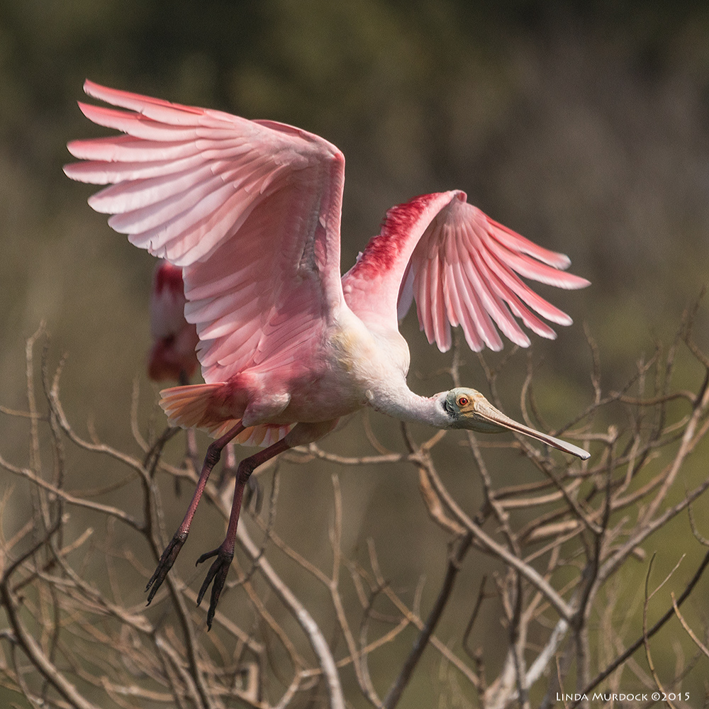 Roseate Spoonbill taking off... Sony A77 II with 70-400mm G2 1/2000 sec. f/7.1 ISO 400
