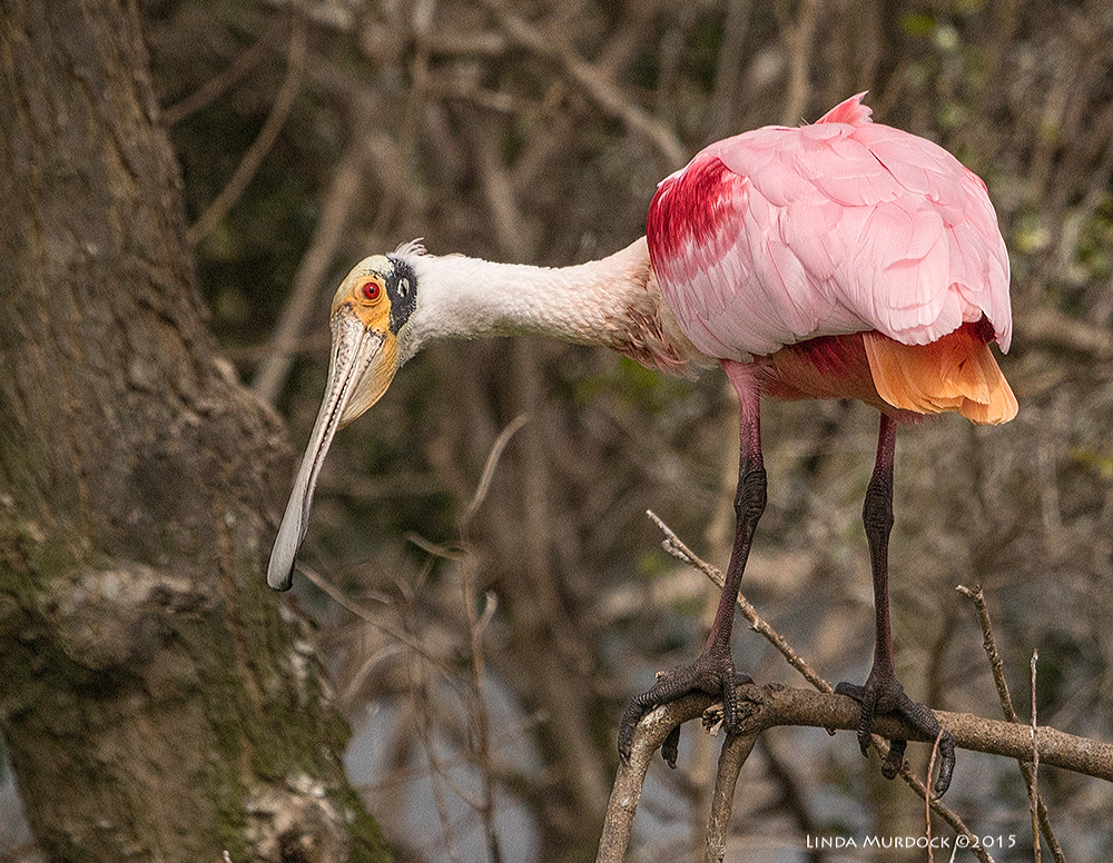 Roseate Spoonbill showing you his fantastical orange tail feathers Sony A77 II with 70-400mm G2 1/2000 sec. f/7.1 ISO 500