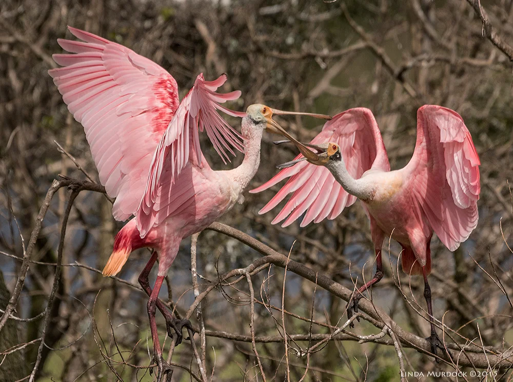 A bit of a squabble among friends Sony A77 II with 70-400mm G2 1/2000 sec. f/6.3 ISO 500