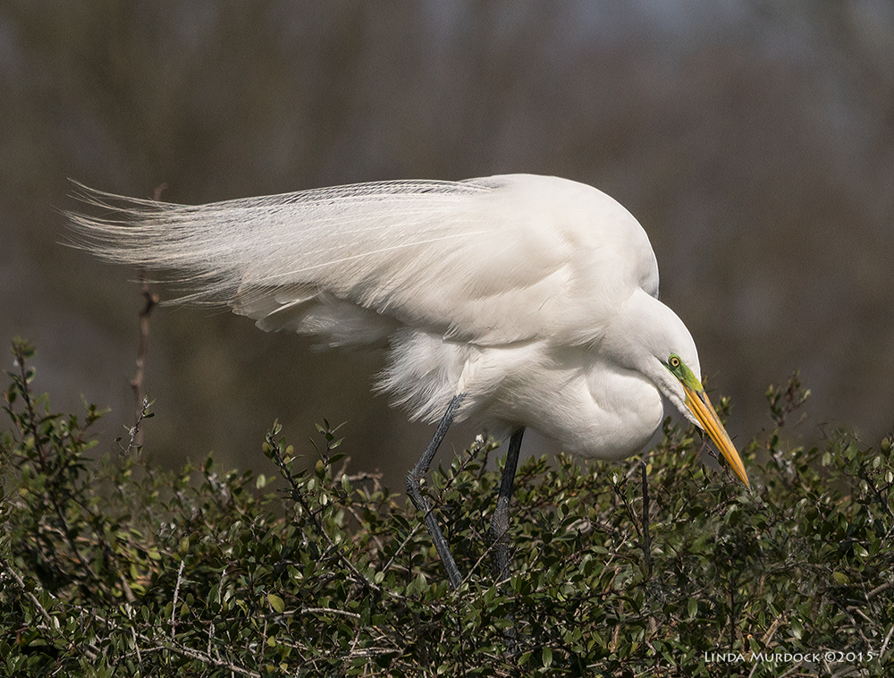 Great Egrets are getting their green lores... Sony A77 II with 70-400mm G2 1/2500 sec. f/8.0 ISO 400