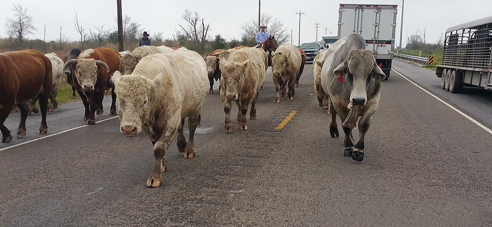 Cattle on Hwy 124. Yep, those are real Texas cowboys moving the cows down the highway. Photo by William Maroldo with Galaxy Note 4