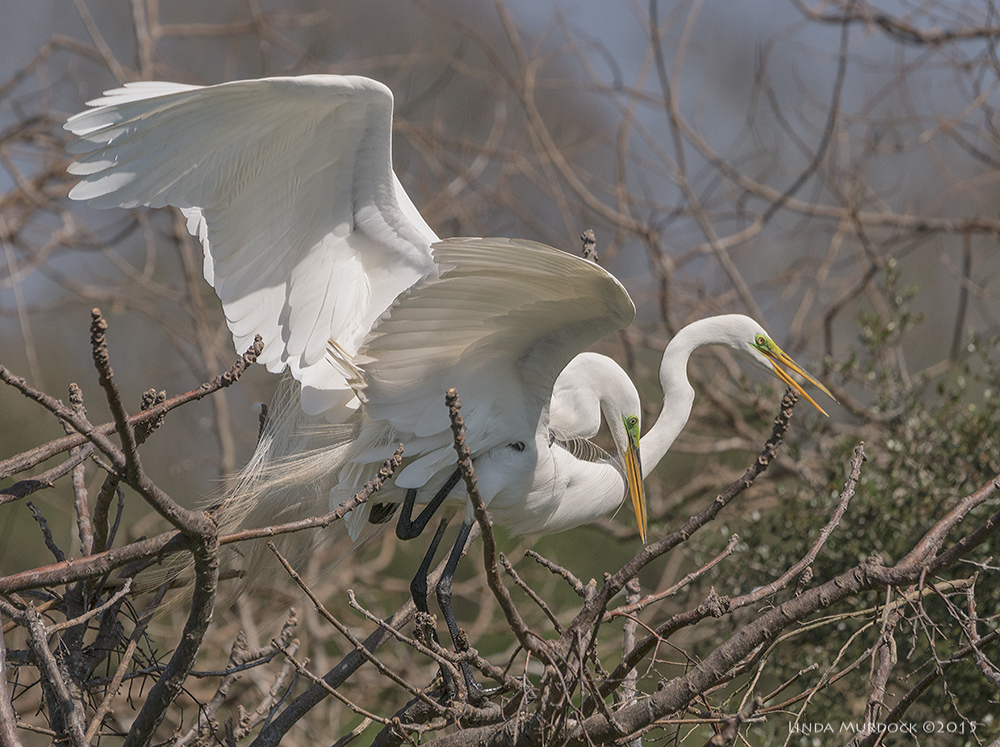 NSFW photo Sony A77 II with 70-400mm G2 1/2000 sec. f/7.1 ISO 400