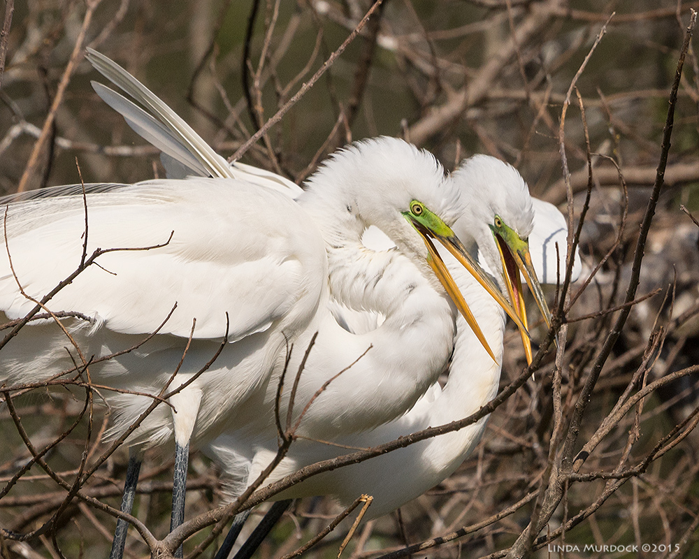 Bonding behavior Sony A77 II with 70-400mm G2 1/2500 sec. f/7.1 ISO 400
