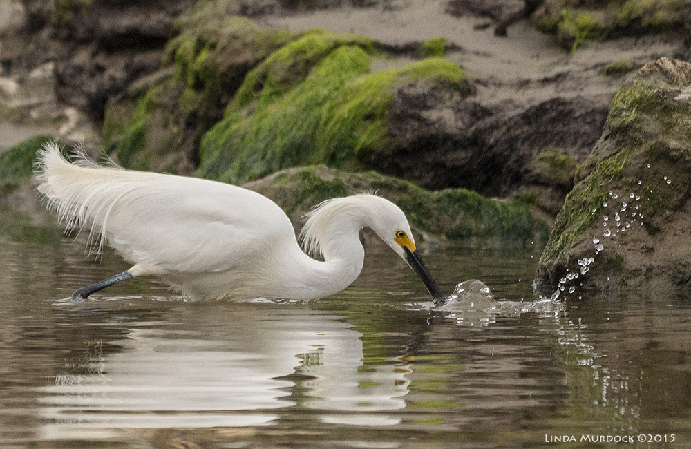 Snowy in action - a lot of splash for a tiny fish Sony A77 II with 70-400mm G2 1/1250 sec. f/6.3 ISO 1000