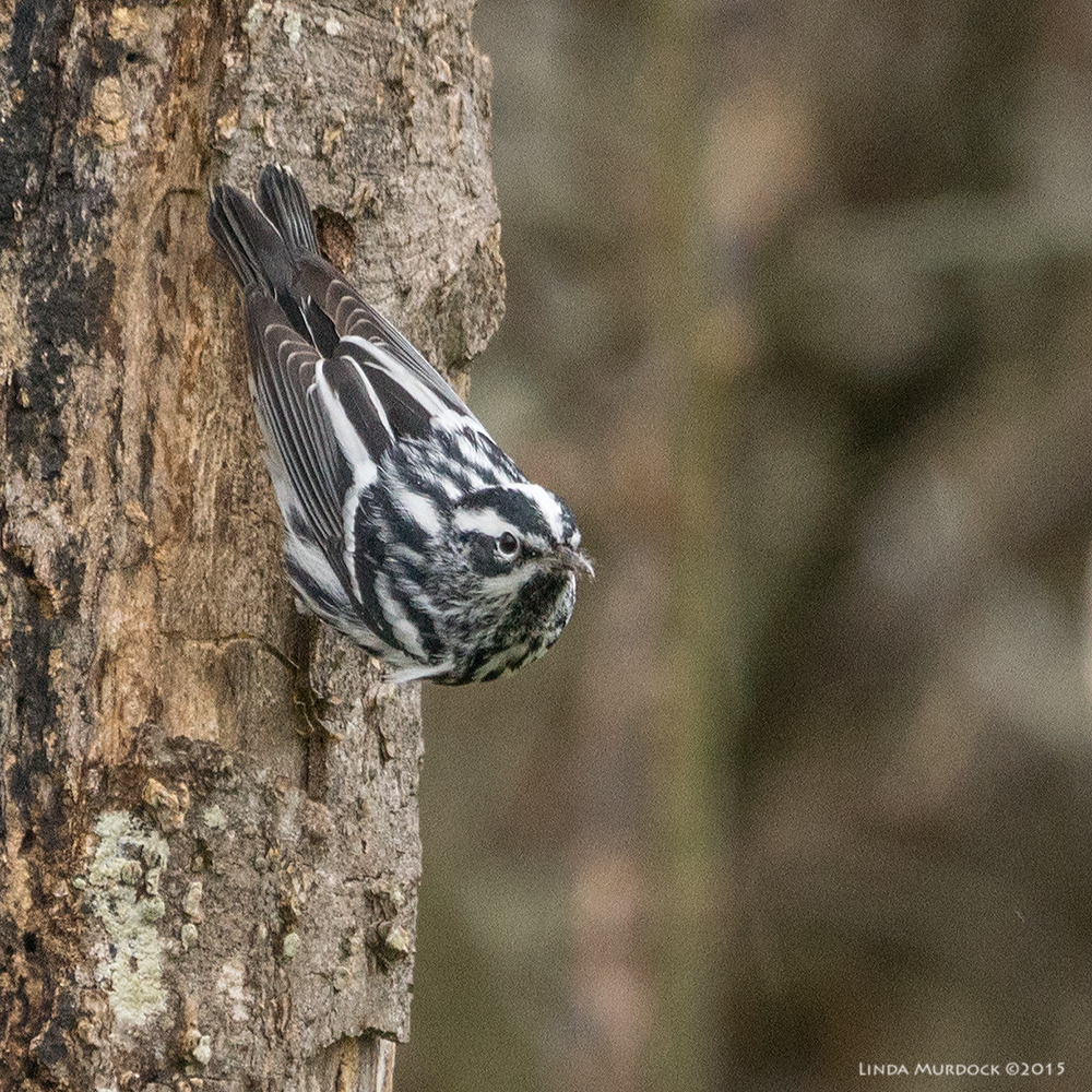 One of the first Spring migrants - Black-and-White Warbler Sony A77 II with 70-400mm G2 1/320 sec. f/6.3 ISO 1000; tripod