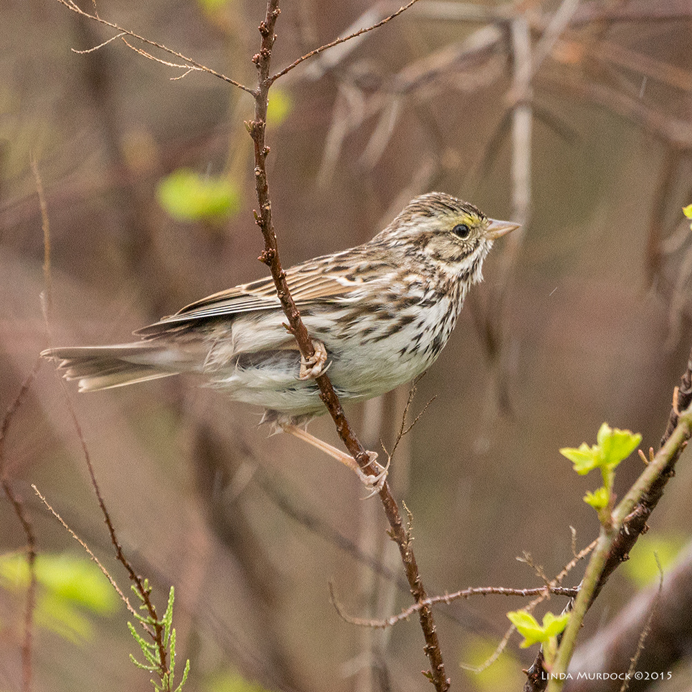 Savannah Sparrow in the rain Sony A77 II with 70-400mm G2 1/320 sec. f/6.3 ISO 1250; tripod