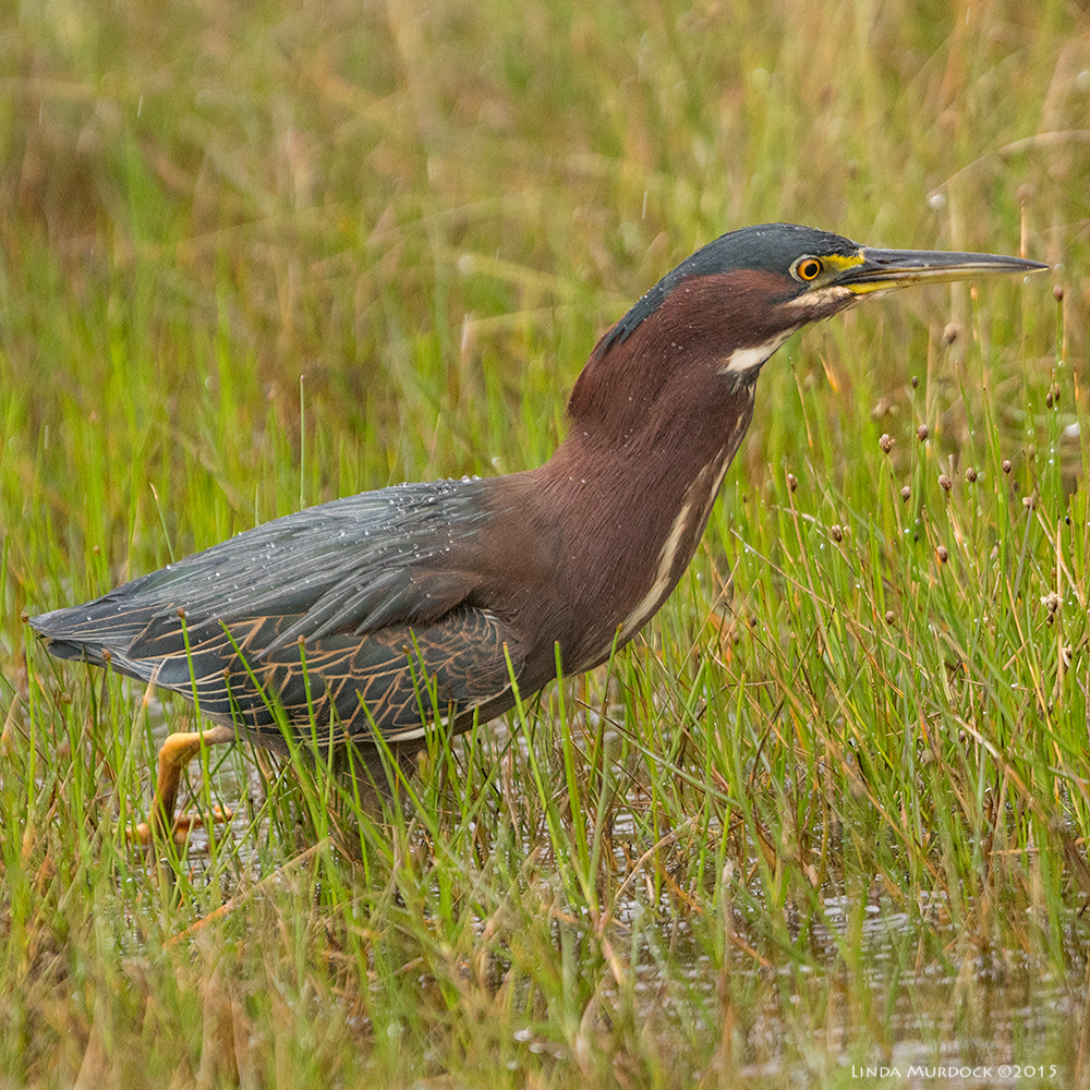 Green Heron foraging in the rain Sony A77 II with 70-400mm G2 1/500 sec. f/5.6 ISO 1600; bean bag in window for support
