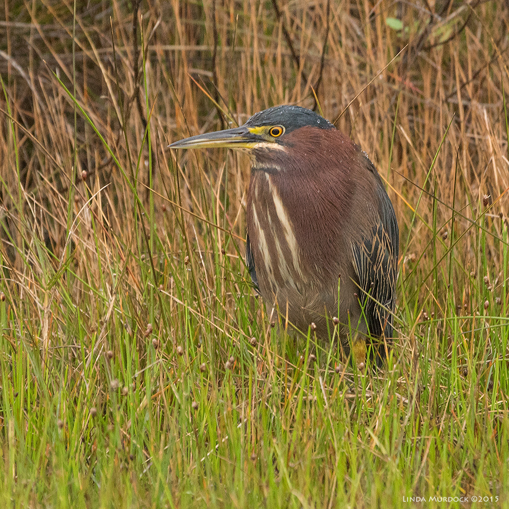 Green Heron probably waiting for us to leave Sony A77 II with 70-400mm G2 1/500 sec. f/5.6 ISO 1600; bean bag in window for support