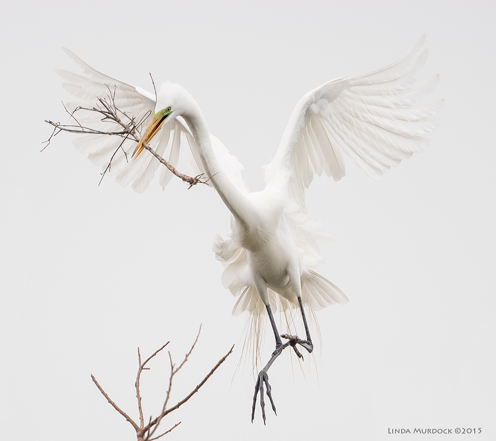 Great Egret coming in for a landing Sony A77II with Sony 70-400 G2 f/5.6 1/2500 sec ISO 800