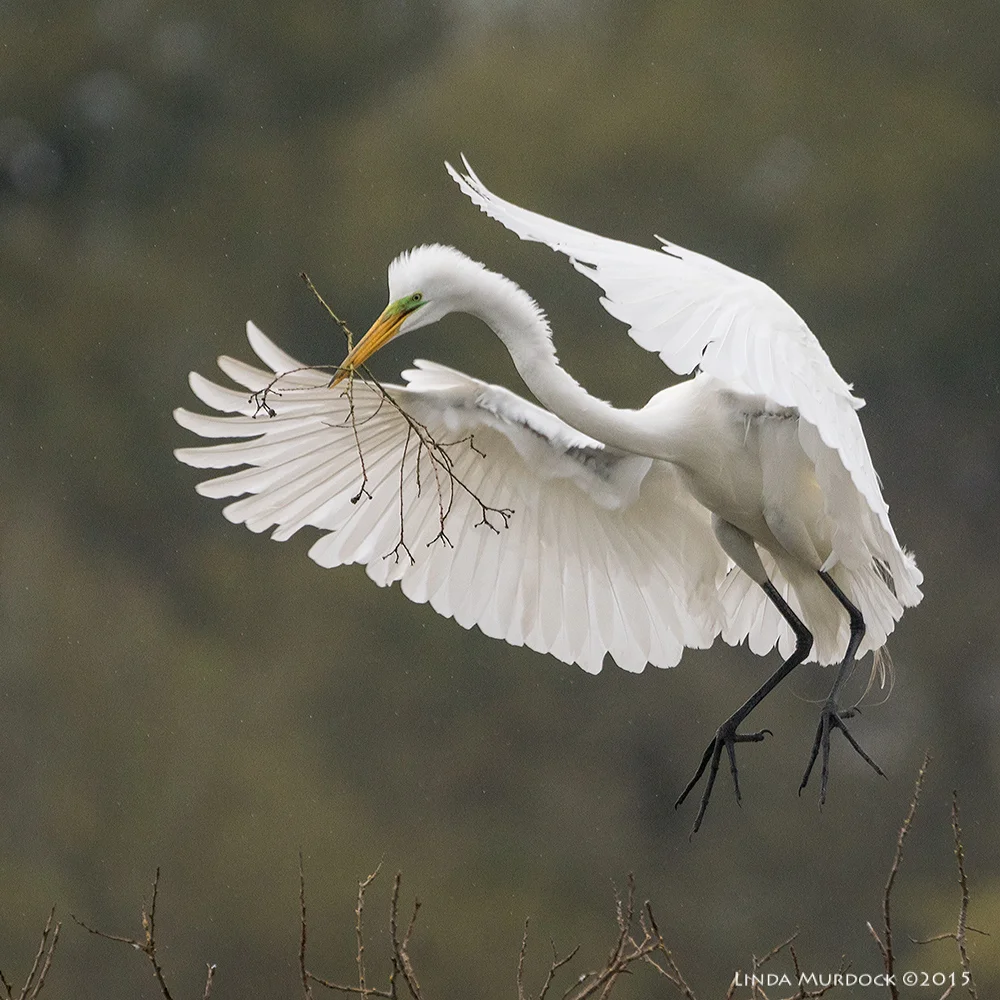 Great Egret with offering Sony A77II with Sony 70-400 G2 f/5.6 1/2000 sec ISO 1000