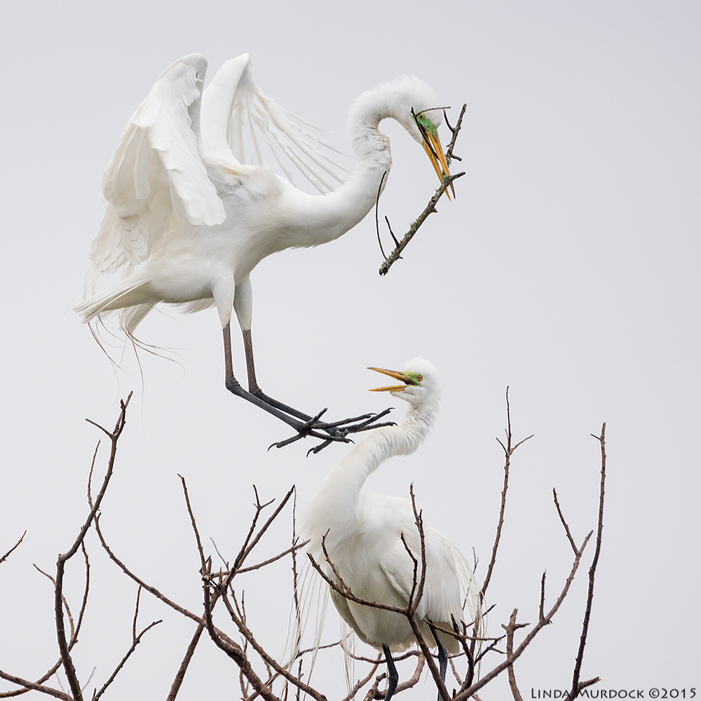 Great Egret offers stick to mate Sony A77II with Sony 70-400 G2 f/5.6 1/1600 sec ISO 800