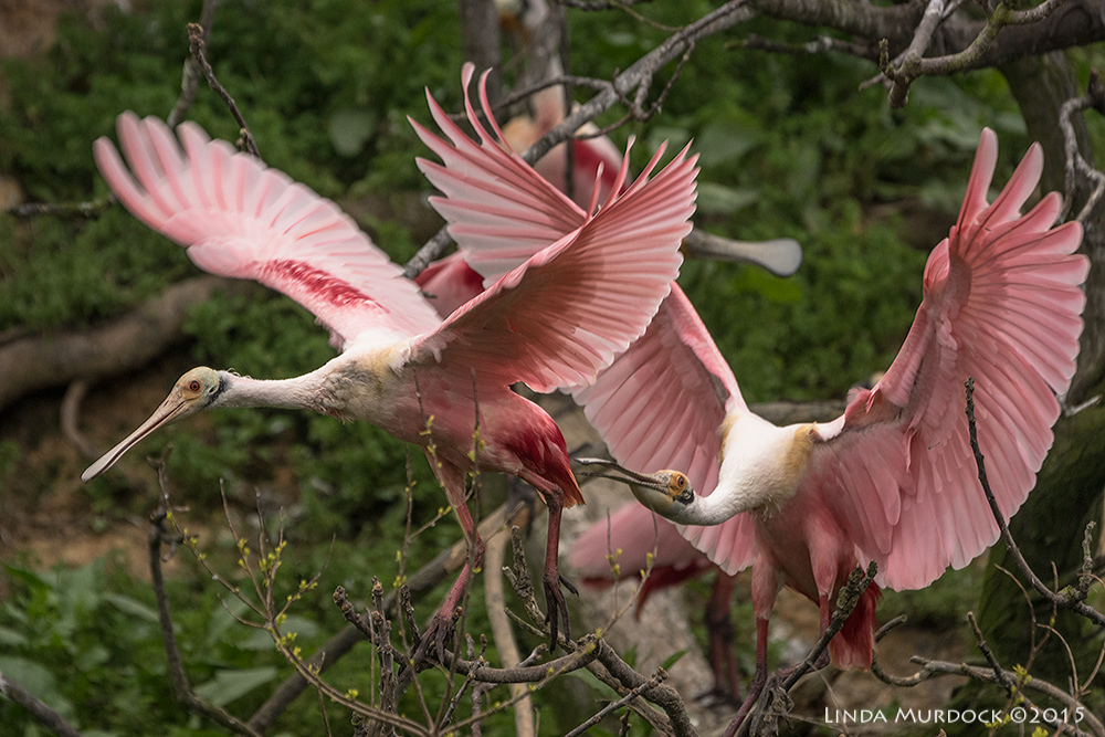 Roseate Spoonbills chase Sony A77II with Sony 70-400 G2 f/5.6 1/1000 sec ISO 1000