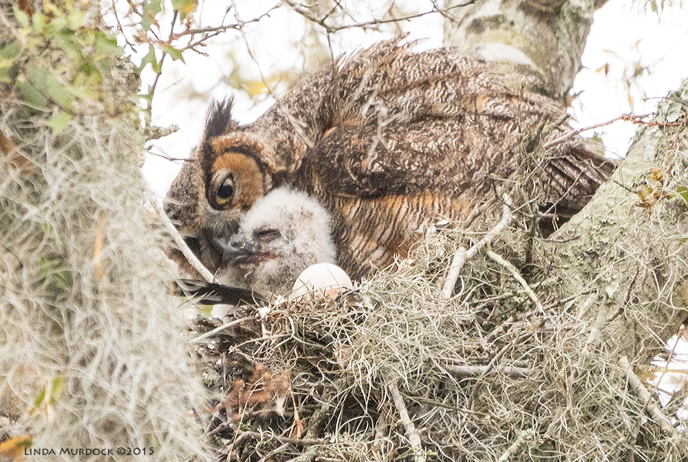 Female Great Horned Owl with chick Sony A77II with Sony 70-400 G2 f/5.6 1/400 sec ISO 1600; tripod