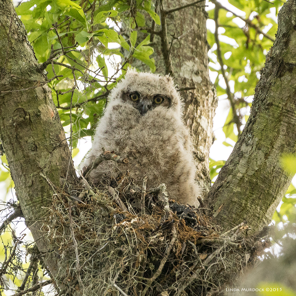 Great Horned Owlet staring at her adoring fans below... Sony A77II with Sony 70-400 G2 f/5.6 1/640 sec ISO 1250; tripod