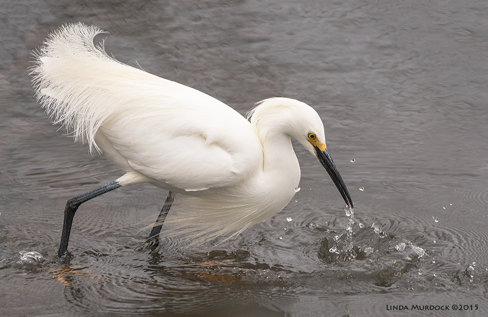 Snowy Egret making a splash Sony A77II with Sony 70-400 G2 f/5.6 1/1600 sec ISO 500; handheld